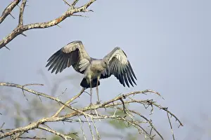 Anastomus: Asian Openbill Stork - flapping wings