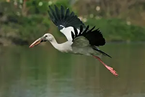 Anastomus: Asian Openbill Stork in flight