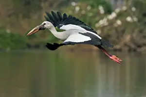 Anastomus: Asian Openbill Stork in flight