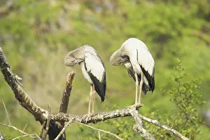 Anastomus: Asian Openbill Stork - preening