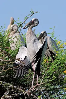 Anastomus: Asian Openbills