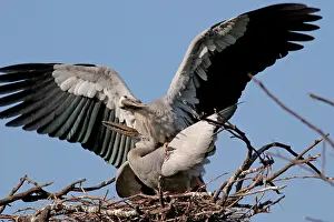 Anastomus: Asian Openbills - mating