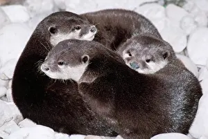 Huddled: Asian / Oriental Small-Clawed OTTER - x three