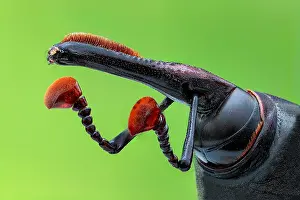 Antennata: Asian palm weevil (Rhynchophorus ferrugineus) close-up