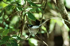 Robert Mcdougal: Asian Paradise Flycatcher - male