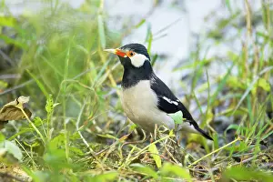 Contra: Asian Pied Starling