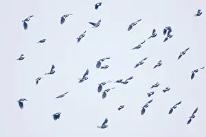 Contra: Asian Pied Starling