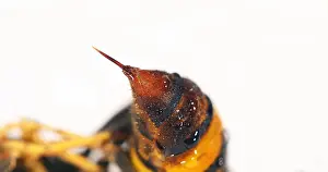 Vespa: Asian predatory Hornet, vespa velutina, Insect a