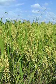 Important: Asian Rice, important tropical crop seen here growing