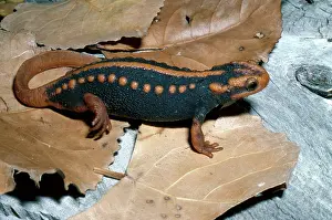 Verrucosus: Asian Salamander