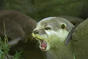 Clawed: Asian Short Clawed Otter - Calling