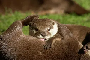 Playfighting: Asian Short Clawed Otter - Playfighting