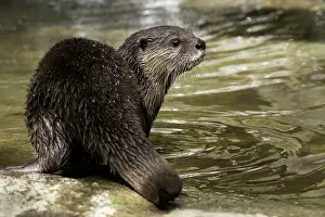 Rive: Asian Small-clawed Otter (Aonyx cinereus), South-East