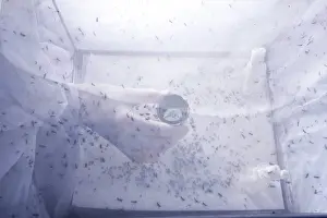 Albopictus: Asian Tiger Mosquito - breeding cage - Change of