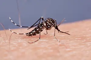 Albopictus: Asian Tiger Mosquito - female biting