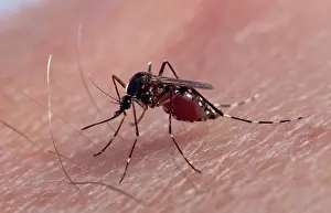 Albopictus: Asian Tiger Mosquito - female biting