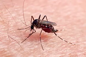 Albopictus: Asian Tiger Mosquito - female biting