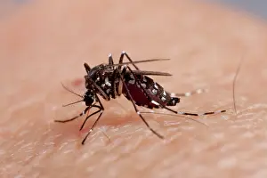 Albopictus: Asian Tiger Mosquito - female biting