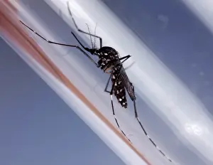 Test: Asian Tiger Mosquito - Femelle in a test tube
