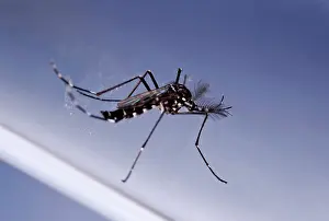Feathery: Asian Tiger Mosquito - male - in a test tube showing