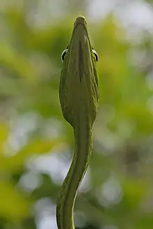 Pointy: Asian Vine Snake (Ahaetulla prasina), animal portrait