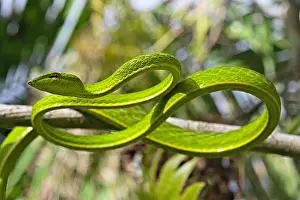 Winds: Asian Vine Snake (Ahaetulla prasina) winds itself