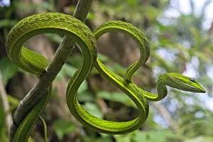 Winds: Asian Vine Snake (Ahaetulla prasina) winds itself