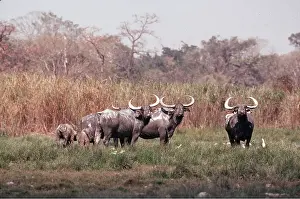 Buffalo: Asian Water BUFFALO