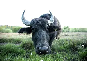 Bubalus: Asian water buffalo (Bubalus arnee), landscape conservation