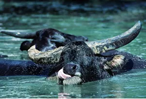 Nostril: ASIAN WATER BUFFALO - cleans nostril with tongue
