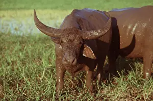 Bison: Asian Water BUFFALO, domestic - Covered in mud