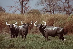Buffalo: Asian Water BUFFALO x three