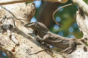 Arbre: Asian water monitor