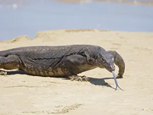 Malaysia: Asian Water Monitor Lizard Varanus salvator Saba