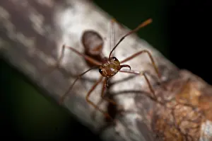 250521: Asian Weaver Ant on stem - Klungkung, Bali, Indonesia