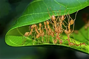 Worker: Asian Weaver Ant, weaver ants (Oecophylla smaragdina)