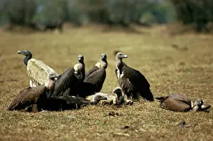 Bengalensis: Asian White-backed Vulture