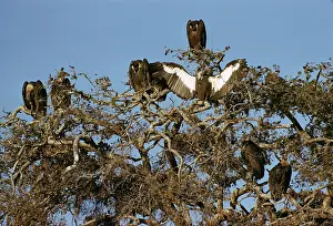 Bengalensis: Asian White-backed Vultures - in tree