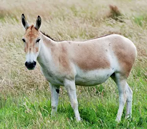 Hemionus: Asian Wild Ass / Onagar
