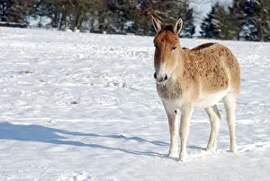 Hemionus: Asian Wild Ass / Onagar - in snow