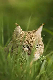 Hidden: Asian wild cat, asiatic wildcats (Felis silvestris ornata)