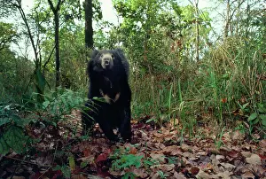 Selenarctos: Asiatic Black Bear