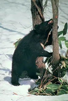 Selenarctos: ASIATIC BLACK BEAR
