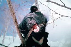 Selenarctos: Asiatic Black Bear