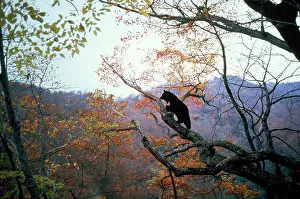 Selenarctos: Asiatic Black Bear