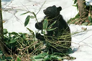 Selenarctos: ASIATIC BLACK BEAR
