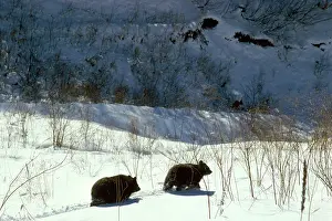 Selenarctos: Asiatic Black Bear