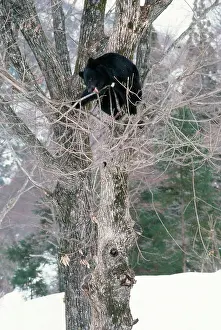 Selenarctos: Asiatic Black Bear