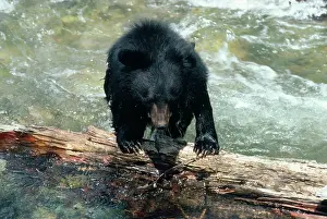 Selenarctos: Asiatic Black Bear