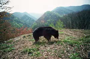 Selenarctos: Asiatic Black bear